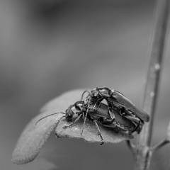2 biller på blad, sort/hvid/grå