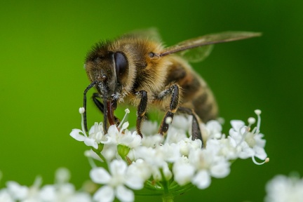 Honningbi i skvalderkål