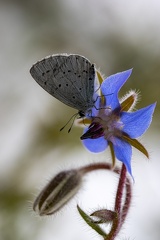 sommerfugl med blomst