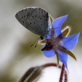 sommerfugl med blomst