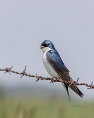 Blå fugl i Ellis Fuglereservat, Red Deer Alberta, Canada