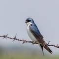 Blå fugl i Ellis Fuglereservat, Red Deer Alberta, Canada