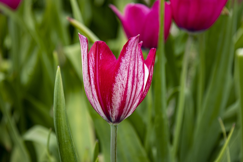 Blomster i haven 