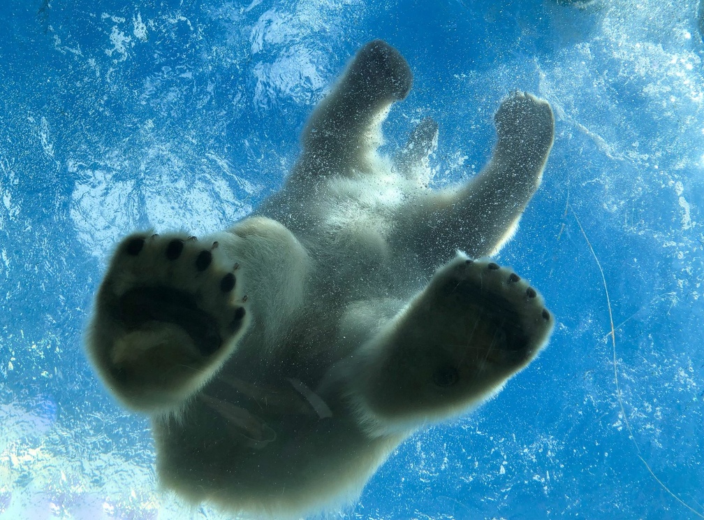 Isbjørn Zoo
