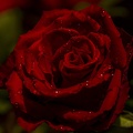Rose1Kvw.jpg