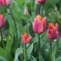 IMG 1046-Tulipaner