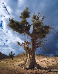 Ensomt træ - Marokko