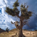 Ensomt træ - Marokko
