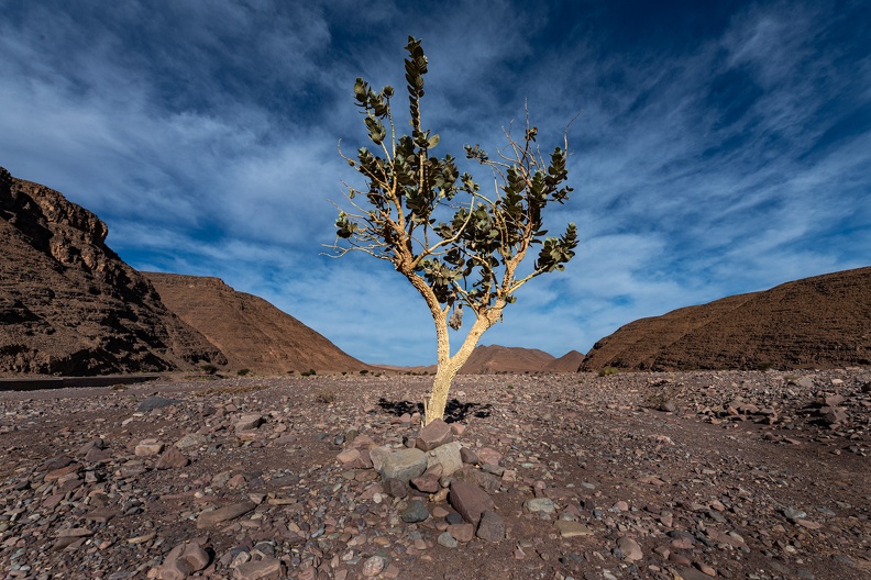 Ensomt træ 2 - Marokko
