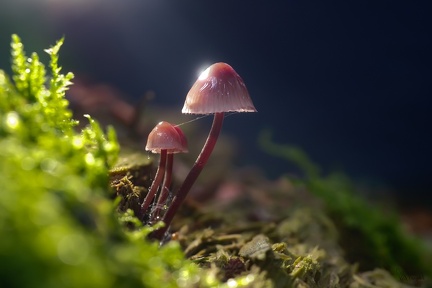 svampe ser lyset