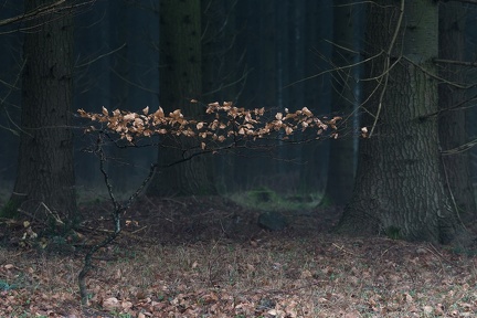 JP - F5,6 - 105mm - ISO 100 - 1/4s