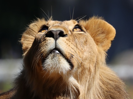 ZOO