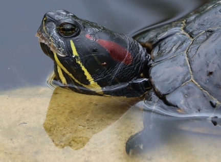 Skildpadde Botanisk Have