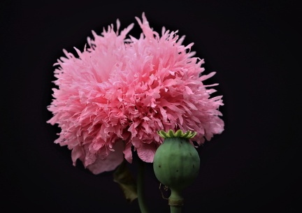 Blomst
