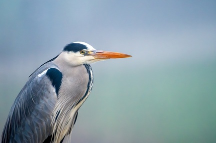 Fiskehejre-Web-2