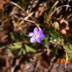 JR - April - Blå anemone - 55 mm f2,8 1-5000s ISO400
