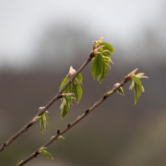 JR - April - alt springer ud - 250 mm f5,6 1-320s ISO200