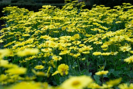 BT 50mm f5 1-250s ios100 Gemserod April DSC04841