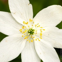 PB Se detaljerne - Anemone 40x40cm 05A6199