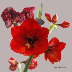 MDB_Collage med Amaryllis